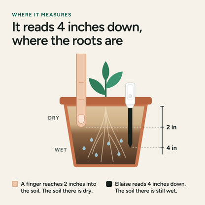A pot cut open. A finger reaches 2 inches into the soil and Ellaise reads 4 inches down