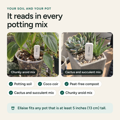 Ellaise in a chunky aroid mix and in a cactus and succulent mix