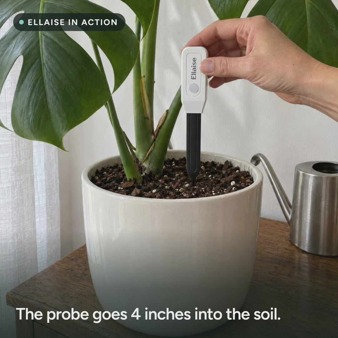 A hand pushes Ellaise into the soil of a potted plant