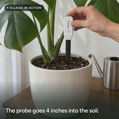 A hand pushes Ellaise into the soil of a potted plant