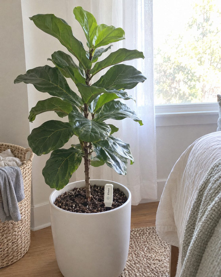 Fiddle leaf fig by a window with Ellaise in the pot, new light green leaves at the top.