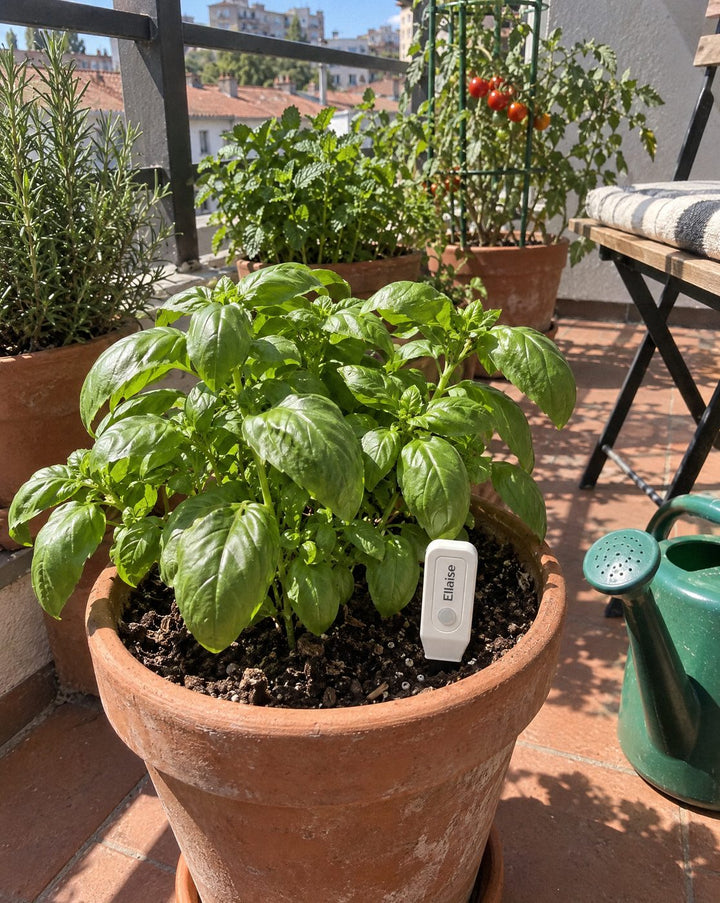 Balcony with herbs in pots in the sun, Ellaise in the basil pot.