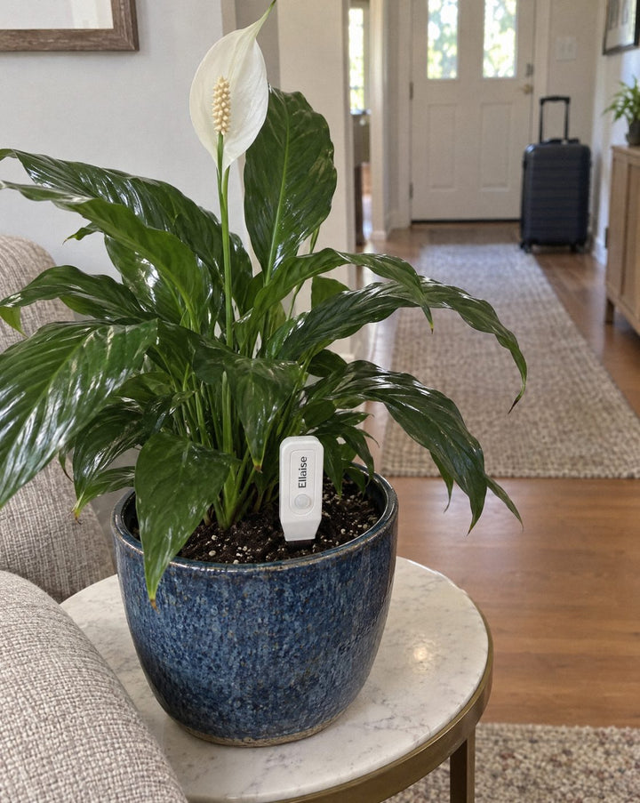 A peace lily on a side table with Ellaise in its pot, a suitcase by the door behind it.