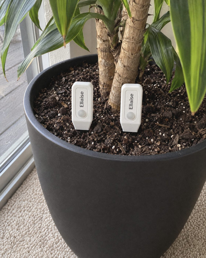 Two Ellaise sensors side by side in the soil of one large pot.