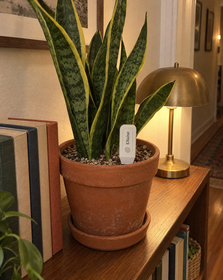 Snake plant in a terracotta pot on a shelf, Ellaise in the soil.