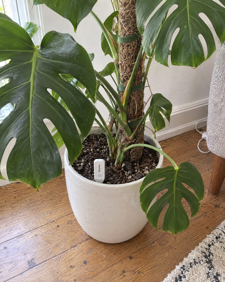Monstera in a white pot on a wooden floor. The white head of Ellaise stands in the soil. Casual phone photo.